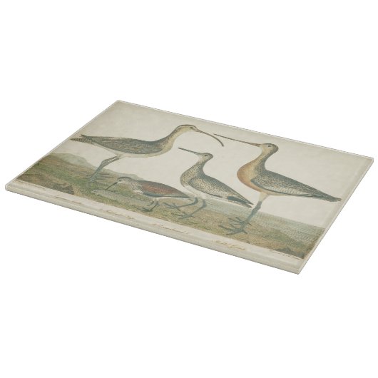 Marsh Bird Curlew Snipe Birding Snijplank (Hoek)