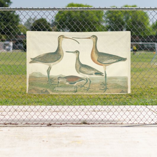 Marsh Bird Curlew Snipe Birding Spandoek (Insitu)