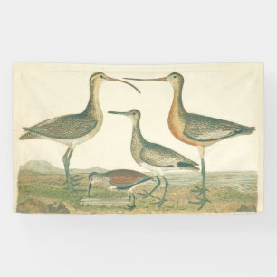 Marsh Bird Curlew Snipe Birding Spandoek