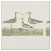 Marsh Bird Curlew Snipe Birding Stof (Close Up)