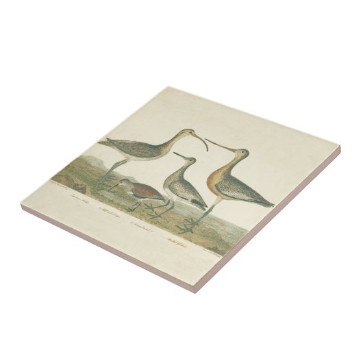 Marsh Bird Curlew Snipe Birding Tegeltje (Zijkant)