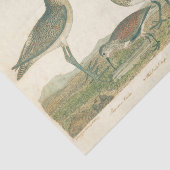 Marsh Bird Curlew Snipe Birding Tissuepapier (Detail)