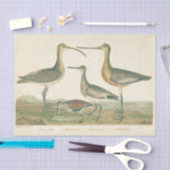 Marsh Bird Curlew Snipe Birding Tissuepapier (Craft)