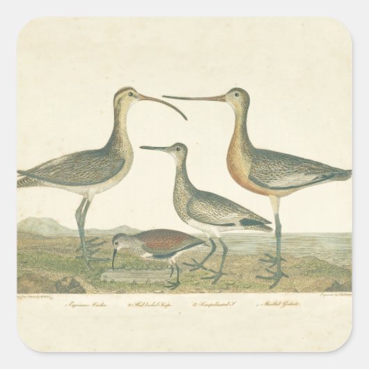 Marsh Bird Curlew Snipe Birding Vierkante Sticker (Voorkant)