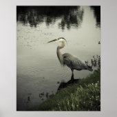 Marsh Bird op de Shore Poster (Voorkant)