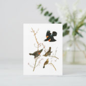 Marsh Blackbird John Audubon Birds of America Briefkaart (Staand voorkant)