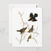 Marsh Blackbird John Audubon Birds of America Briefkaart (Voorkant / Achterkant)