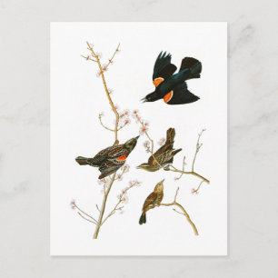 Marsh Blackbird John Audubon Birds of America Briefkaart