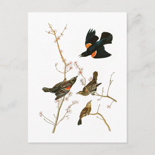 Marsh Blackbird John Audubon Birds of America Briefkaart (Voorkant)
