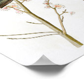 Marsh Blackbird John Audubon Birds of America Poster (Hoek)