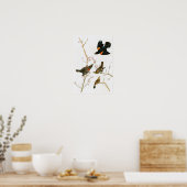 Marsh Blackbird John Audubon Birds of America Poster (Keuken)