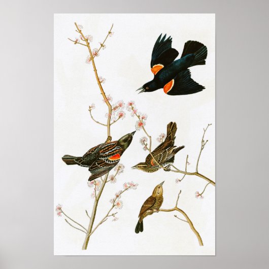 Marsh Blackbird John Audubon Birds of America Poster (Voorkant)