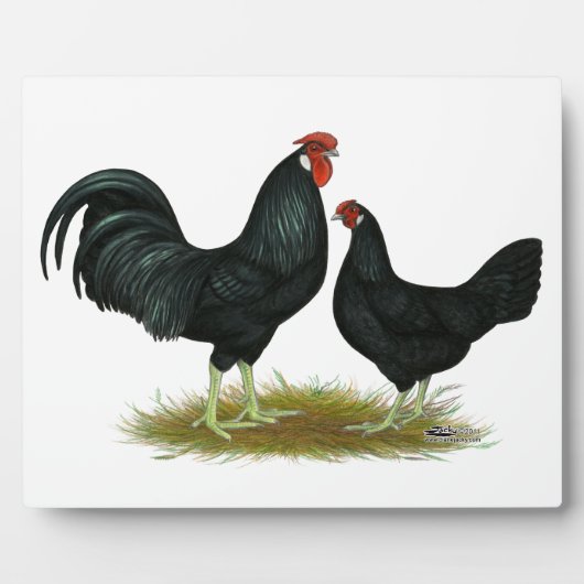 Marsh Daisy Chickens Fotoplaat (Voorkant)