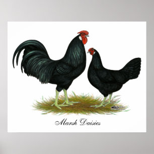 Marsh Daisy Chickens Poster