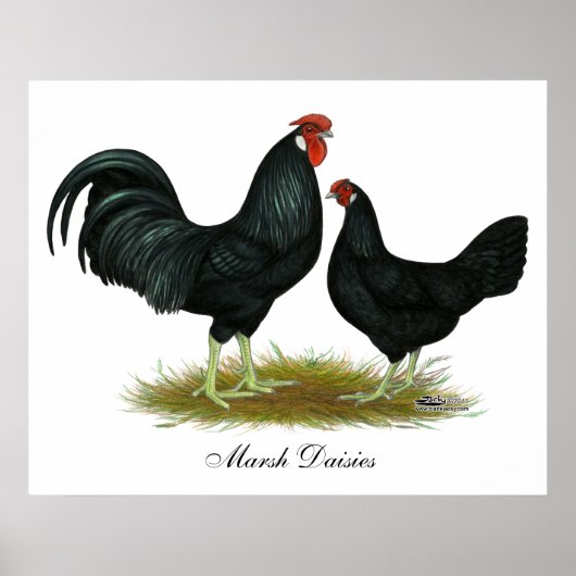 Marsh Daisy Chickens Poster (Voorkant)