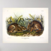 Marsh Hare, Marsh Rabbit van Audubon Poster (Voorkant)
