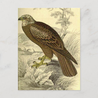 Marsh Harrier:  Vintage Jardine's briefkaart voor 
