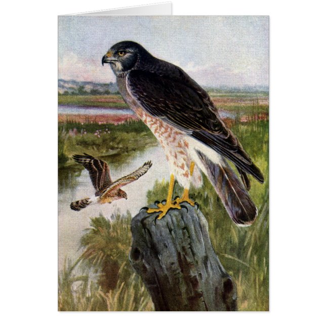 Marsh Hawk (Voorkant)