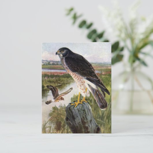Marsh Hawk Briefkaart (Staand voorkant)