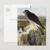 Marsh Hawk Briefkaart (Voorkant / Achterkant)