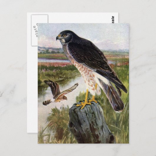 Marsh Hawk Briefkaart (Voorkant / Achterkant)