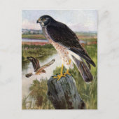 Marsh Hawk Briefkaart (Voorkant)