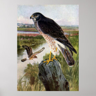 Marsh Hawk Poster