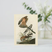 Marsh Hawk uit Audubon's Birds of America Briefkaart (Staand voorkant)