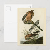 Marsh Hawk uit Audubon's Birds of America Briefkaart (Voorkant / Achterkant)