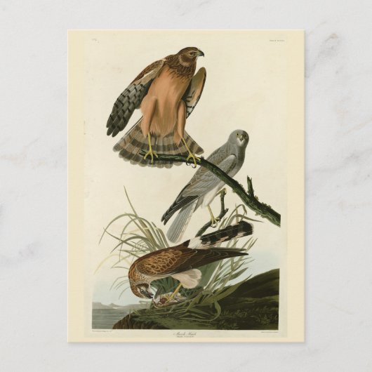 Marsh Hawk uit Audubon's Birds of America Briefkaart (Voorkant)