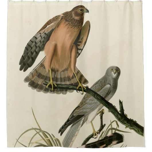 Marsh Hawk uit Audubon's Birds of America Douchegordijn (Voorkant)