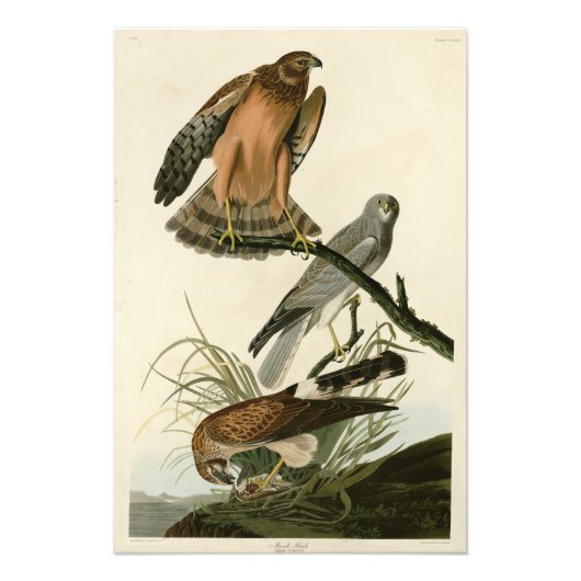 Marsh Hawk uit Audubon's Birds of America Foto Afdruk (Voorkant)