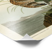 Marsh Hawk uit Audubon's Birds of America Foto Afdruk (Hoek)