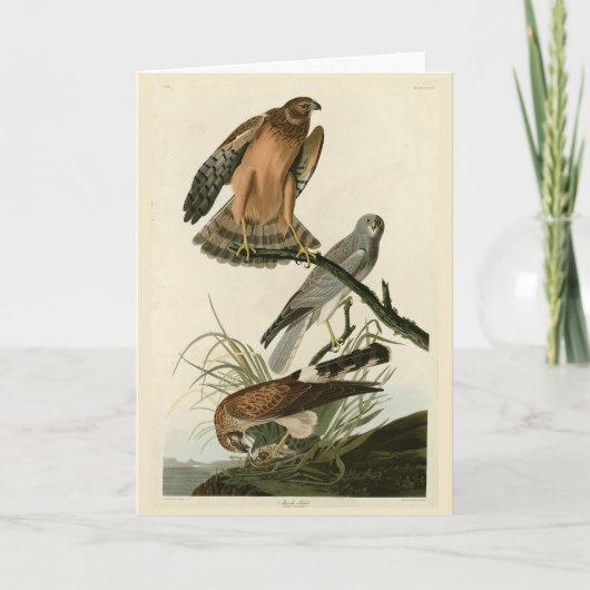 Marsh Hawk uit Audubon's Birds of America Kaart (Voorkant)