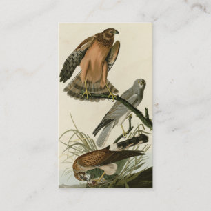 Marsh Hawk uit Audubon's Birds of America Visitekaartje