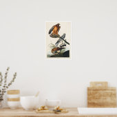 Marsh Hawk van het Audubon-Poster Poster (Keuken)