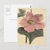 Marsh Hibiscus Botanische Illustratie Briefkaart (Voorkant / Achterkant)