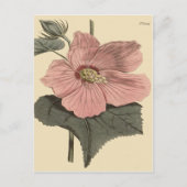Marsh Hibiscus Botanische Illustratie Briefkaart (Voorkant)