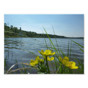 Marsh Marigold bloemen op Lakeside Foto Afdruk