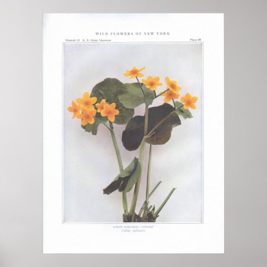 Marsh Marigold; Cowslip - Caltha palustris Poster (Voorkant)