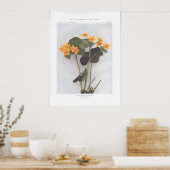 Marsh Marigold; Cowslip - Caltha palustris Poster (Keuken)