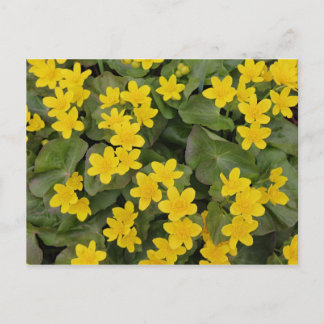Marsh Marigold in Bloom Briefkaart