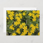 Marsh Marigold in Bloom Briefkaart (Voorkant / Achterkant)