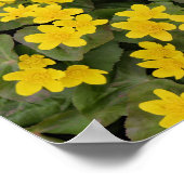 Marsh Marigold in Bloom Poster (Hoek)