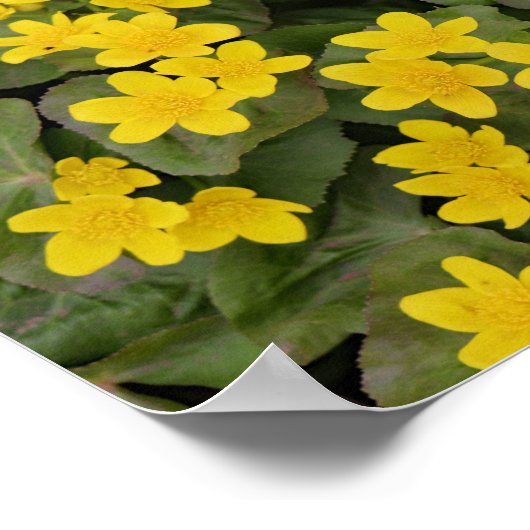 Marsh Marigold in Bloom Poster (Hoek)