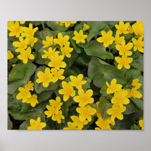 Marsh Marigold in Bloom Poster (Voorkant)