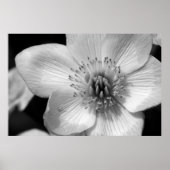 Marsh Marigold Poster (Voorkant)