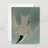 Marsh Tern Briefkaart (Voorkant / Achterkant)