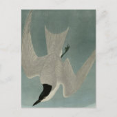 Marsh Tern Briefkaart (Voorkant)