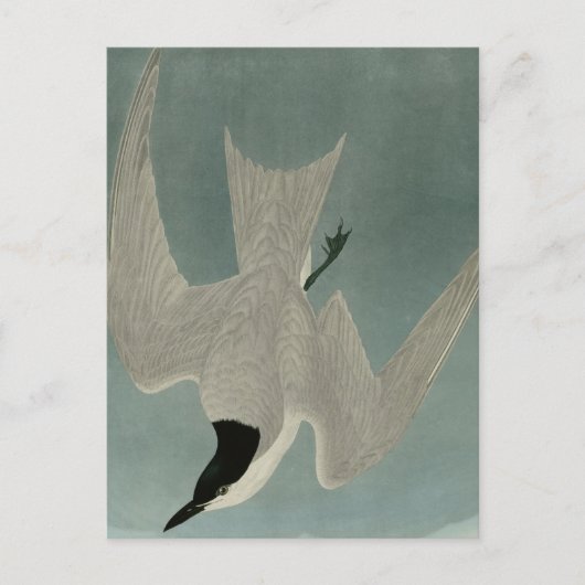 Marsh Tern Briefkaart (Voorkant)